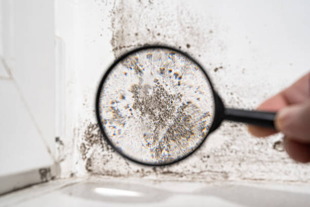  St Clair Shores, MI Mold Removal Pros